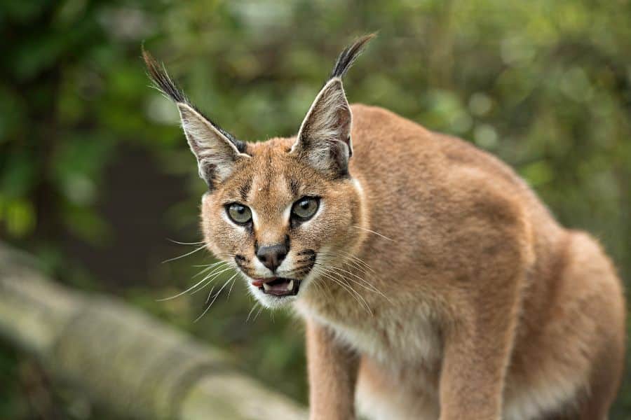 Eurasian lynx in Turkey