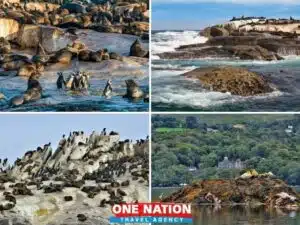 Full-Day Cape Point, Seal Island And Boulders Penguin Sanctuary Tour from Cape Town