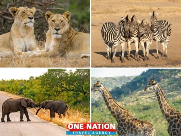 Private 3-Day Kruger Park Safari Tour from Johannesburg