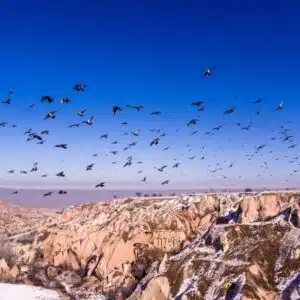 Scenic view of Pigeon Valley with numerous pigeons perched on rocky outcrops under a clear blue sky.