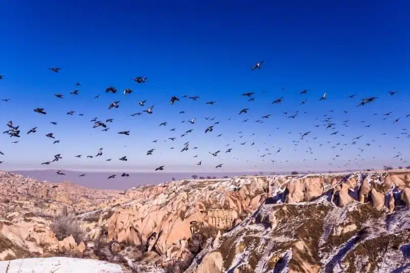 Scenic view of Pigeon Valley with numerous pigeons perched on rocky outcrops under a clear blue sky.