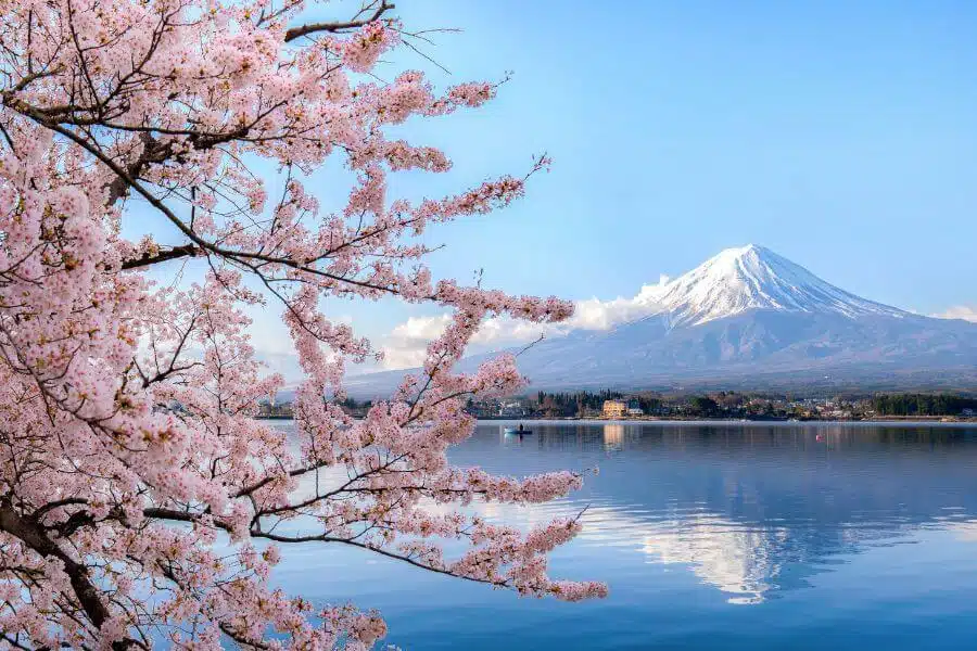 Mount Fuji mirrored in Lake Kawaguchiko, framed by vibrant sakura blossoms, under a clear blue sky.