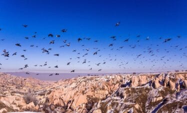 Flock of birds soaring over snow-covered rock formations in Pigeon Valley, Cappadocia under a vivid blue sky.