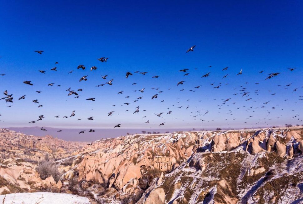 Flock of birds soaring over snow-covered rock formations in Pigeon Valley, Cappadocia under a vivid blue sky.