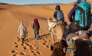 Camel trekking in the golden dunes of Merzouga Desert, Morocco with guides leading travelers through the Sahara.