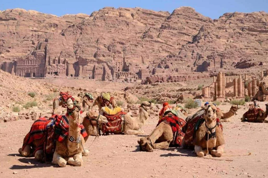 Camels with colorful saddles resting at Petra, Jordan, with ancient rock-cut tombs and sandstone cliffs in the background.