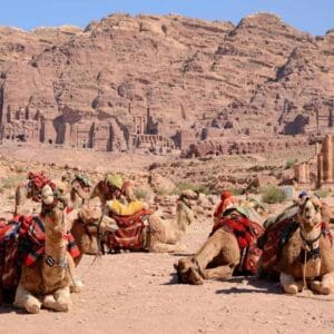 Camels with colorful saddles resting at Petra, Jordan, with ancient rock-cut tombs and sandstone cliffs in the background.