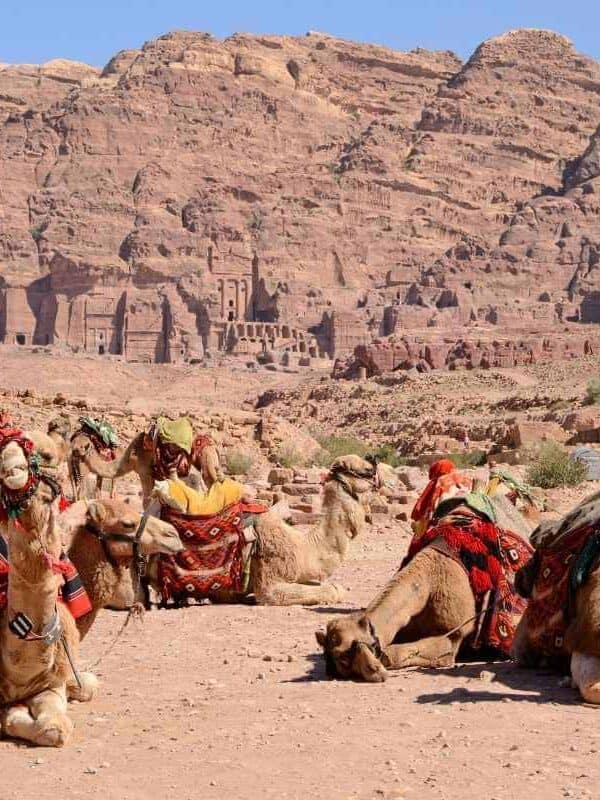 Camels with colorful saddles resting at Petra, Jordan, with ancient rock-cut tombs and sandstone cliffs in the background.