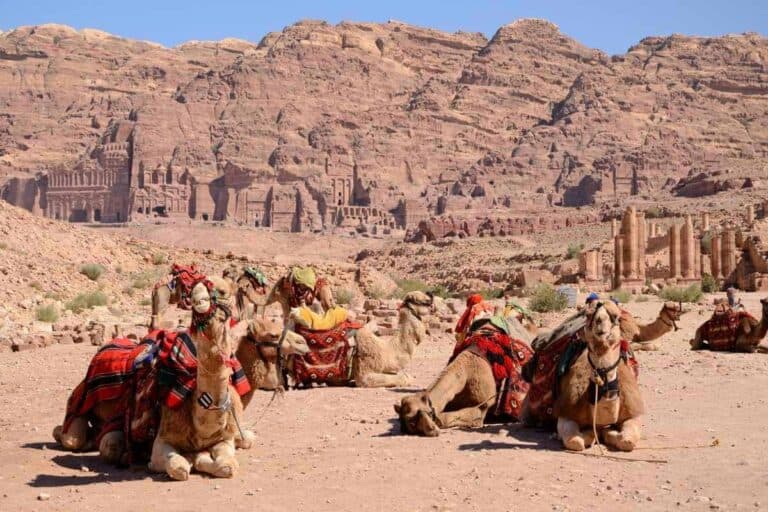 How to Visit Petra from Amman: Day Trip or Overnight Stay? 3 Camels with colorful saddles resting at Petra, Jordan, with ancient rock-cut tombs and sandstone cliffs in the background.