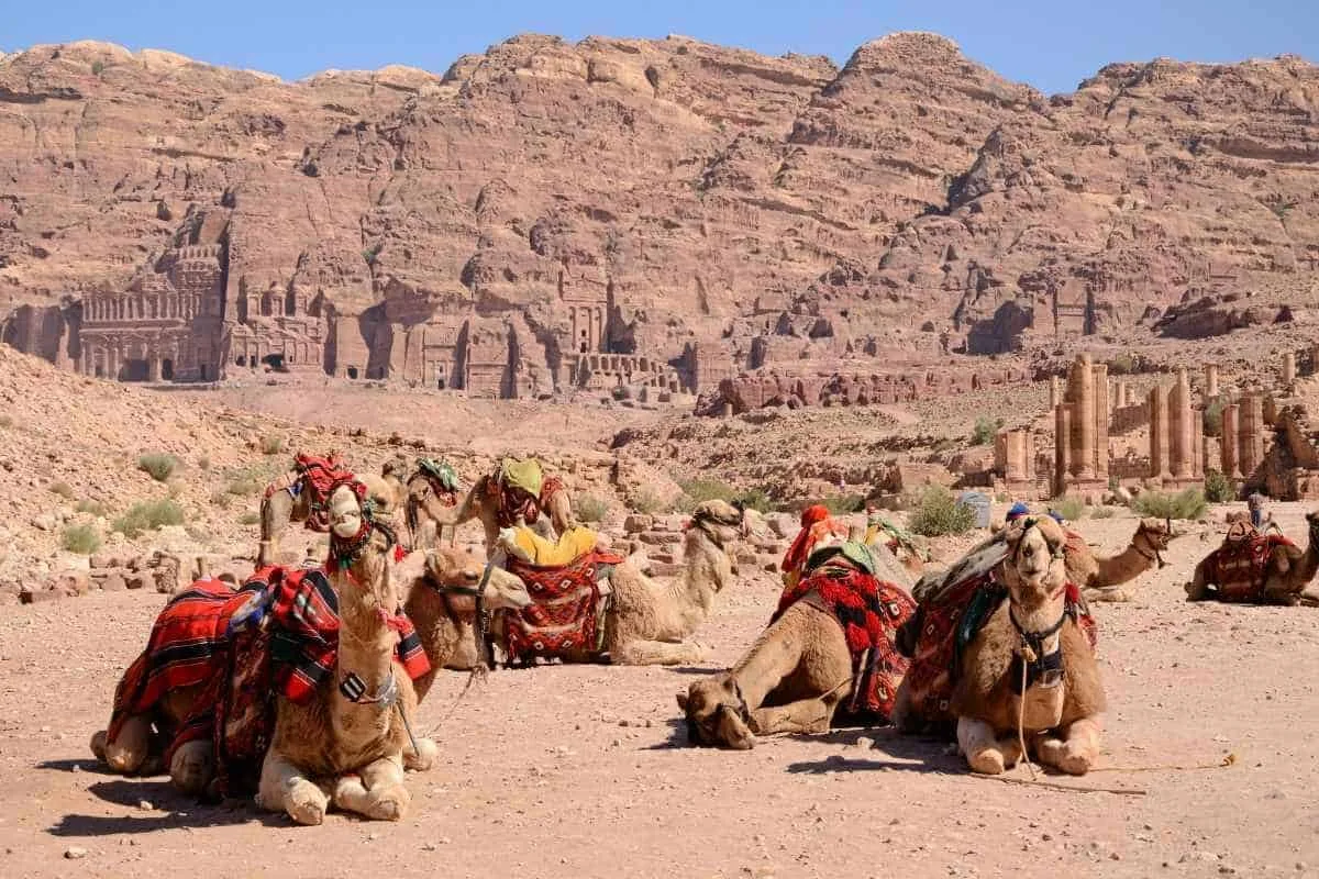 Camels with colorful saddles resting at Petra, Jordan, with ancient rock-cut tombs and sandstone cliffs in the background.